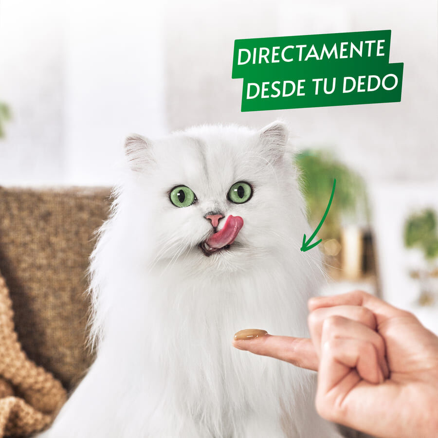 5 sobres x 10 g Gourmet Nature&rsquo;s Creations Snack H&uacute;medo de Buey para gatos, , large Imagen numero 6